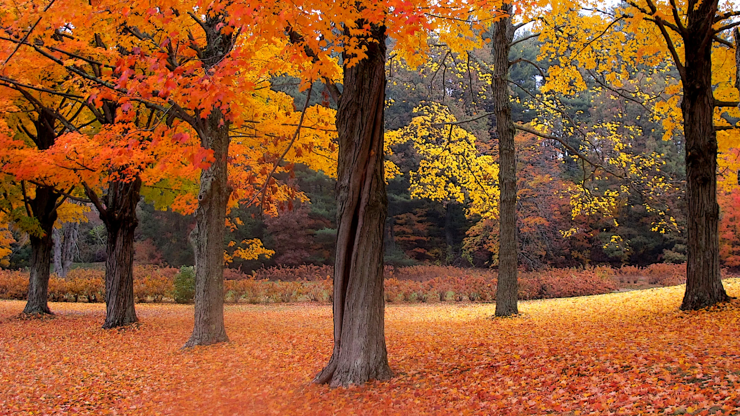 Fall trees